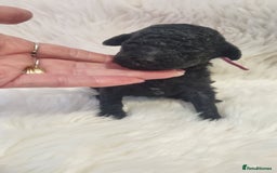 Standard Poodle dogs for sale: Exceptional Health Tested Puppies Due - Advert 36