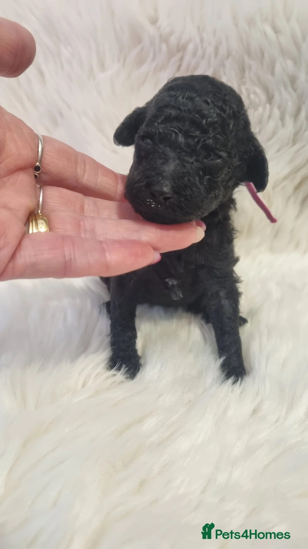 Standard Poodle dogs for sale: Exceptional Health Tested Parents 1 Girl Availabe - Advert 35