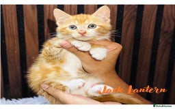 Mixed Breed cats for sale: 🎃 4 Pumpkin Gingers & 2 Phantom Kittens 👻 - Image 2