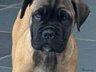Bullmastiff dogs Beautiful Pedigree Puppies - Advert 2