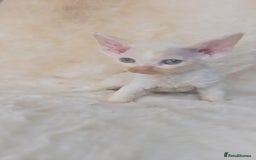 Devon Rex cats for sale: Tow beautiful Devon Rex boys  - Image 13
