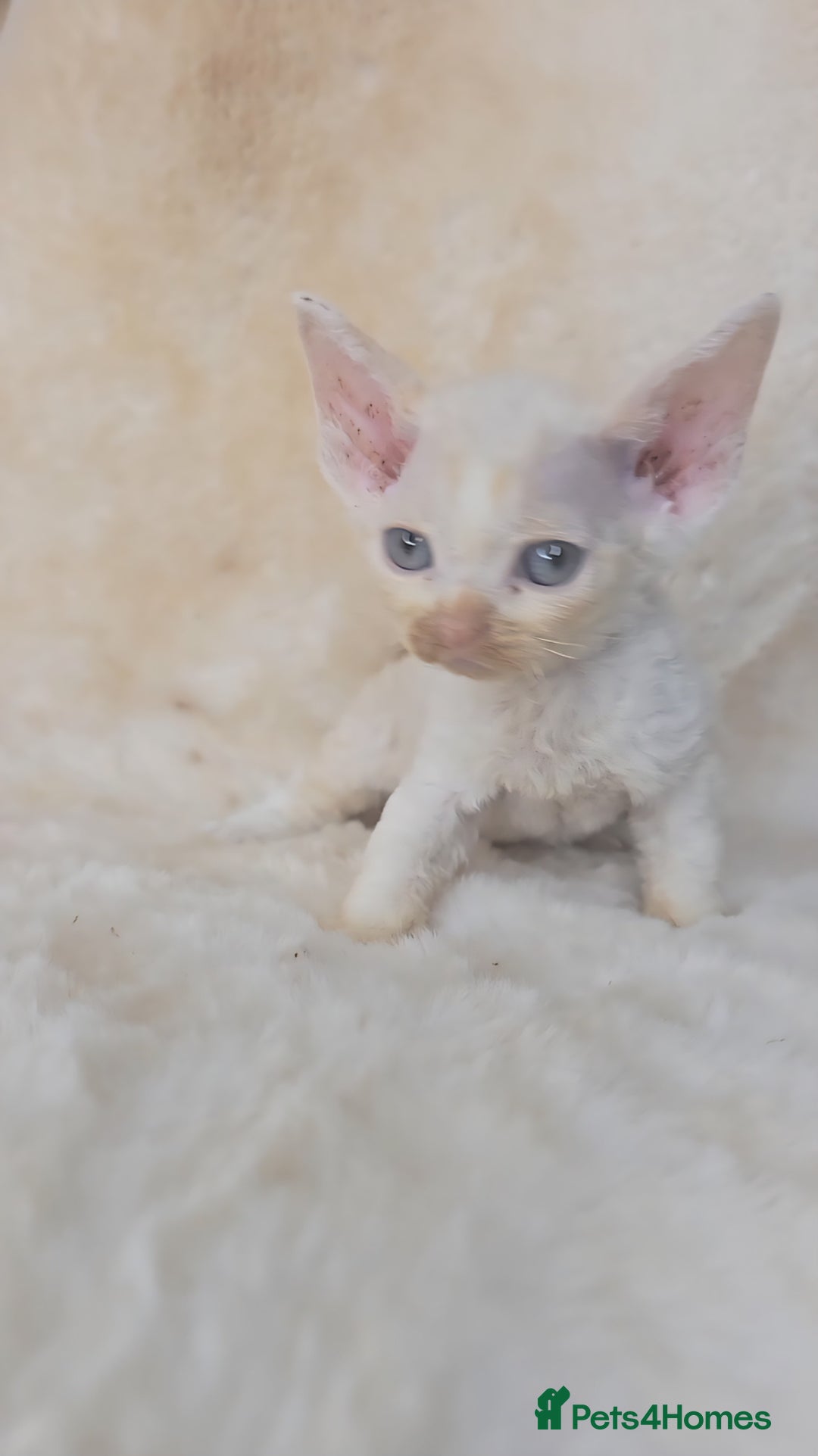 Devon Rex cats for sale: Tow beautiful Devon Rex boys  - Image 13