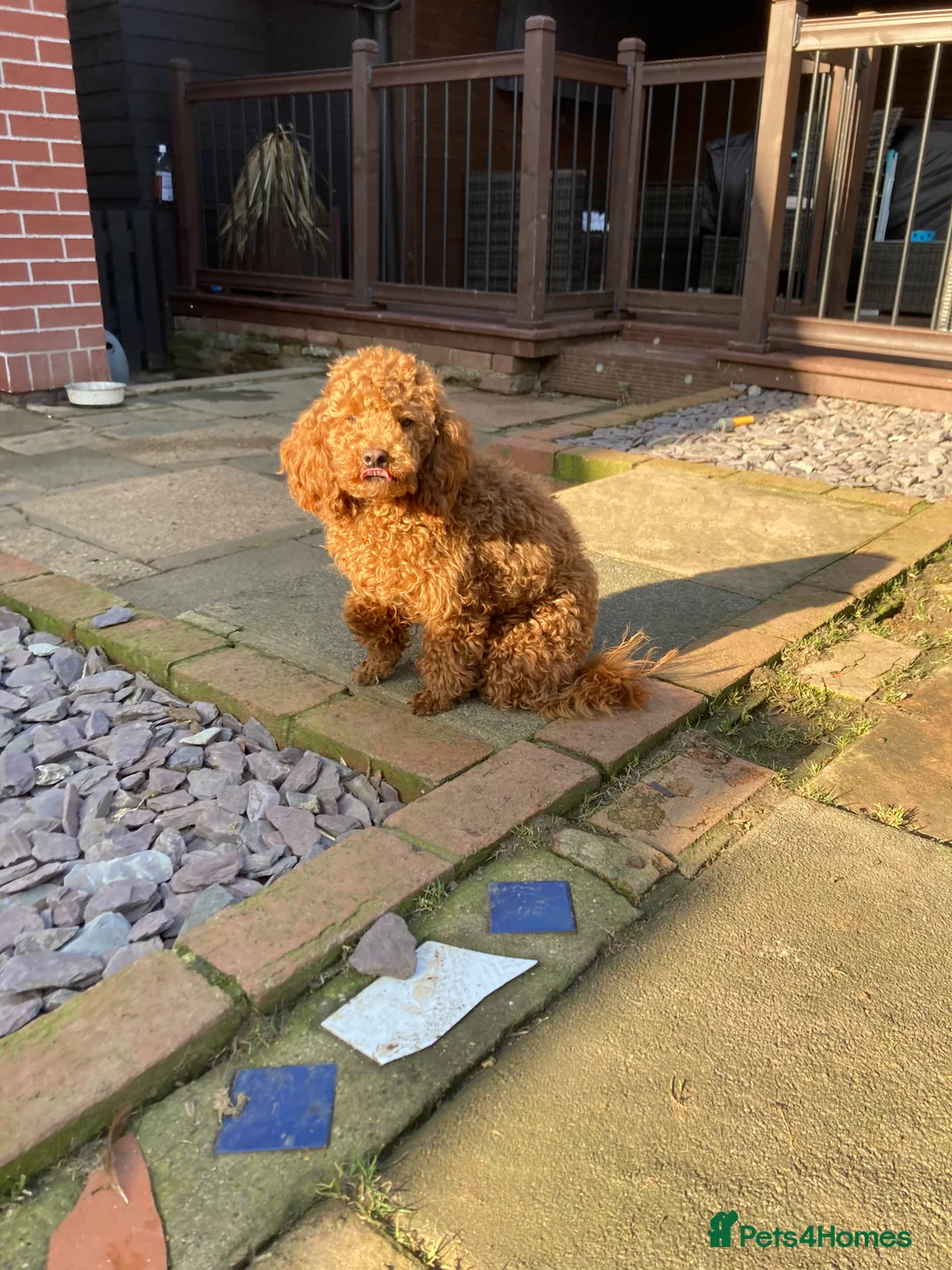 Toy Poodle dogs for stud: Health tested fox red toy poodle stud  in Stevenage - Advert 10