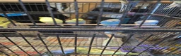 Budgerigars birds for sale: Budgies  - Advert 13