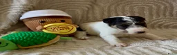Fox Terrier dogs for sale: Kc registered wire fox terriers  - Advert 8