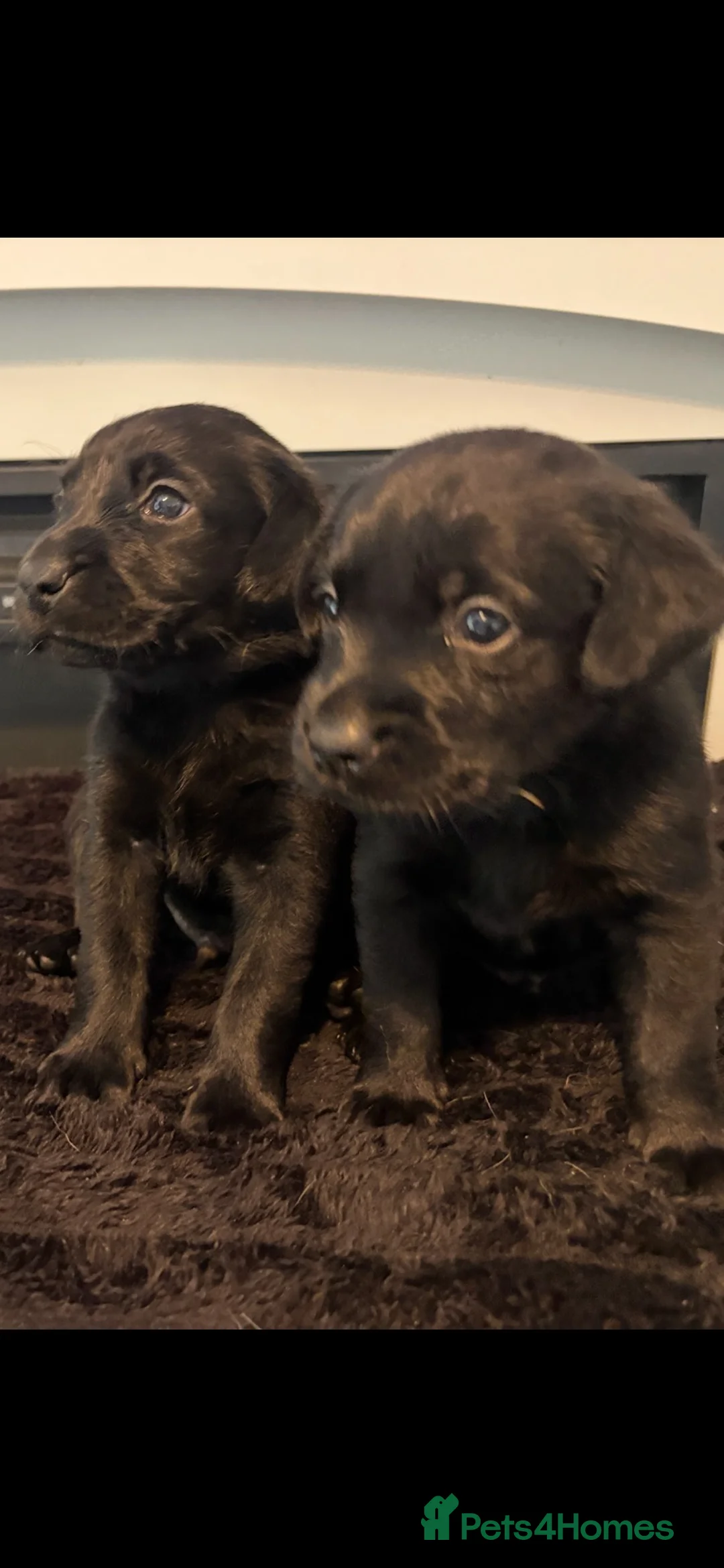 Labrador Retriever dogs for sale: 7 Labrador Puppies  in Reading - Advert 2