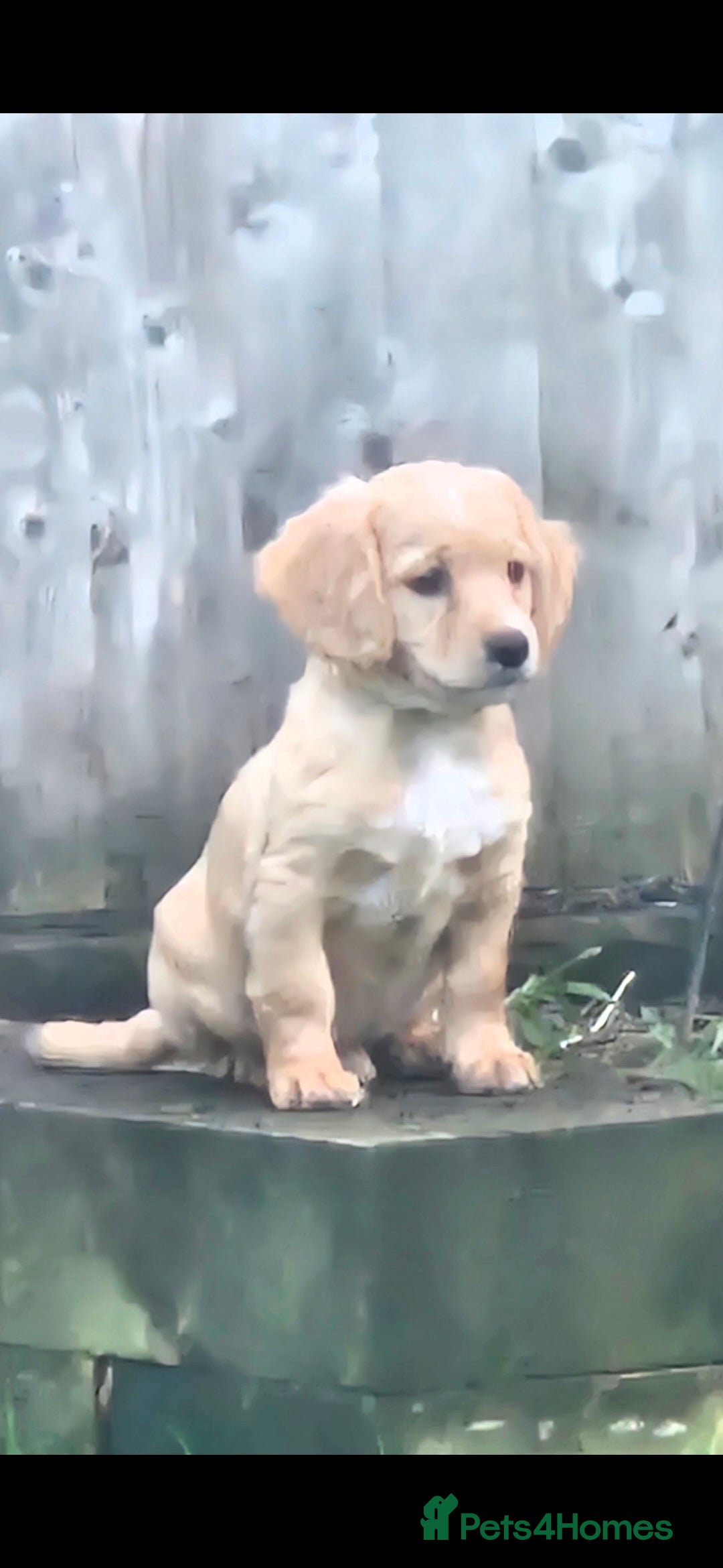 Cockapoo dogs for sale: cockapoo - Advert 2