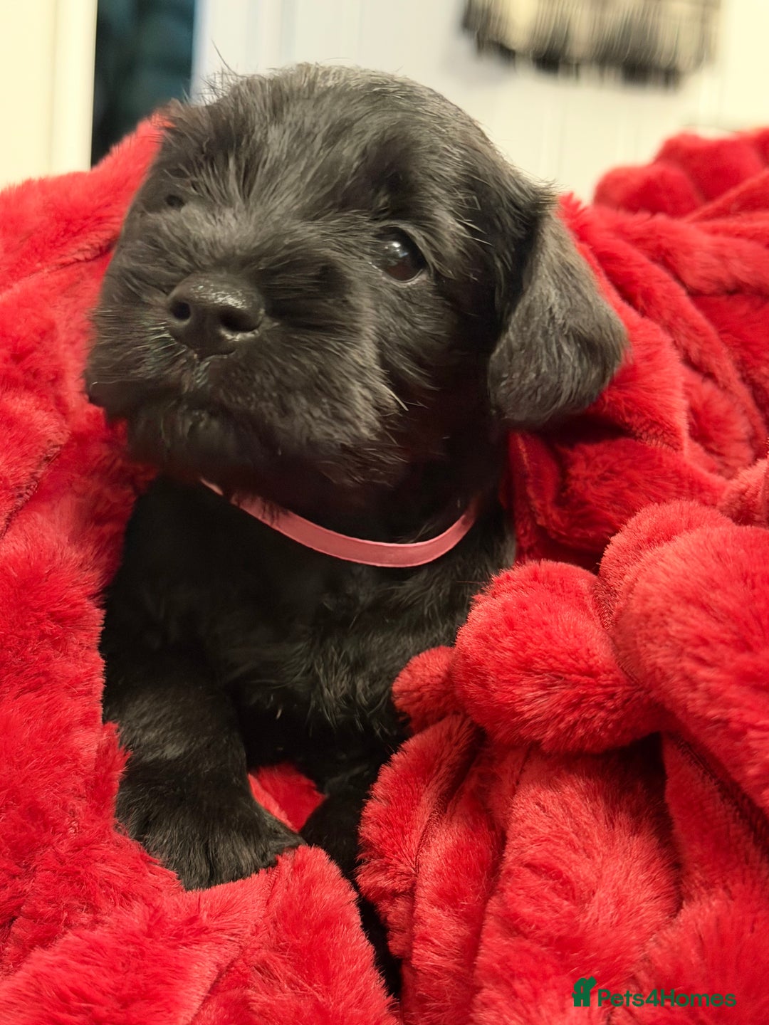 Miniature Schnauzer dogs for sale: Black Miniature Schnauzer Puppies  - Advert 11