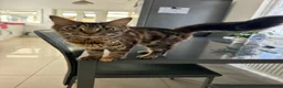 Mixed Breed cats for sale: Gorgeous Loving Kittens Looking for Forever Homes  in Slough - Advert 23