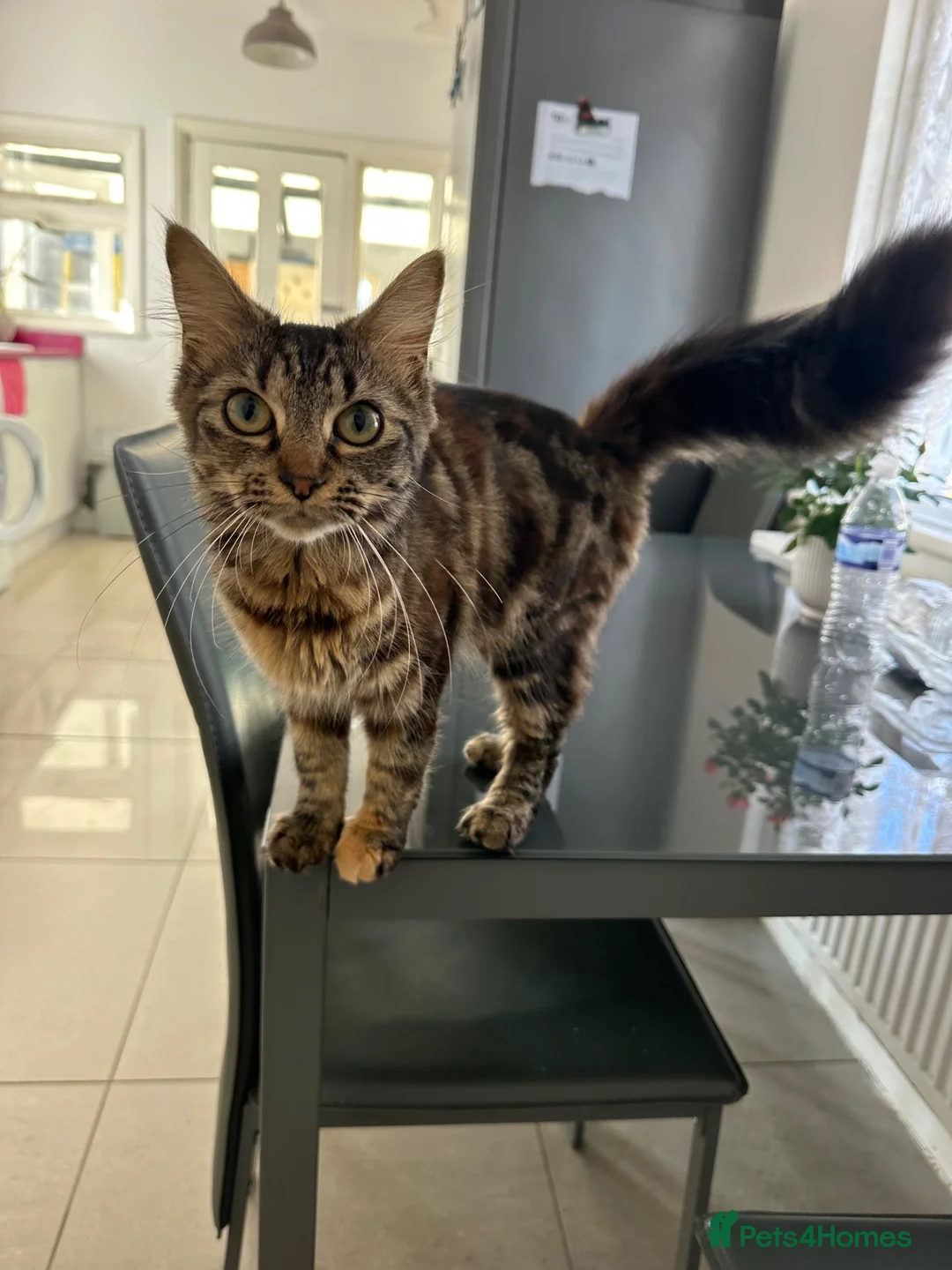 Mixed Breed cats for sale: Gorgeous Loving Kittens Looking for Forever Homes  in Slough - Advert 23