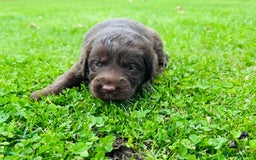 Labradoodle dogs for sale: Chocolate Merle Labradoodle Babies 🐾🐾🐾 - Image 10