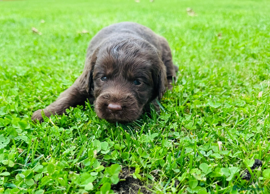 Labradoodle dogs for sale: Chocolate Merle Labradoodle Babies 🐾🐾🐾 - Image 10