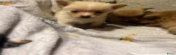 Pomchi dogs for sale: Pomeranian puppy's  - Advert 9