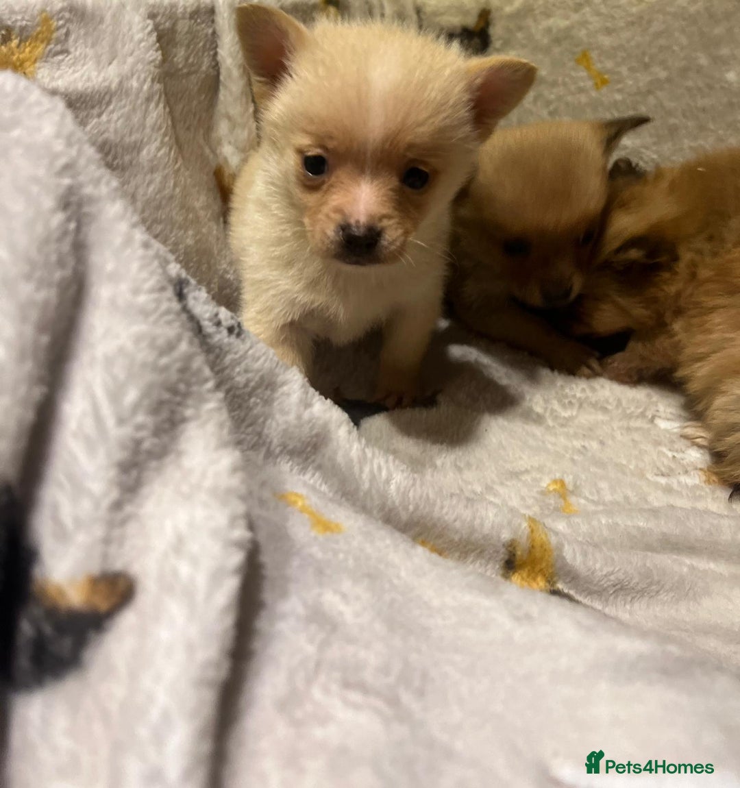 Pomchi dogs for sale: Pomeranian puppy's  - Advert 9