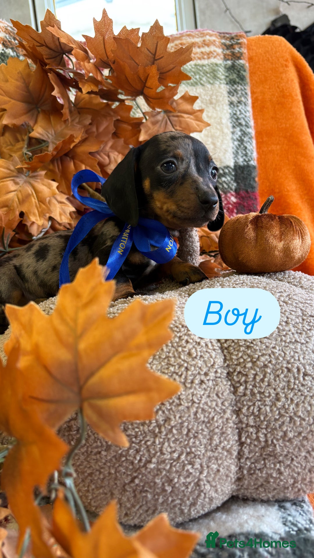 Dachshund dogs for sale: Beautiful dachshund puppies  - Image 15