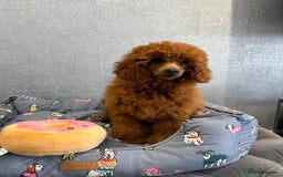 Toy Poodle dogs for sale: Stunning KC Reg Dark Red Toy Poodle born 2/5/2025 - Image 6