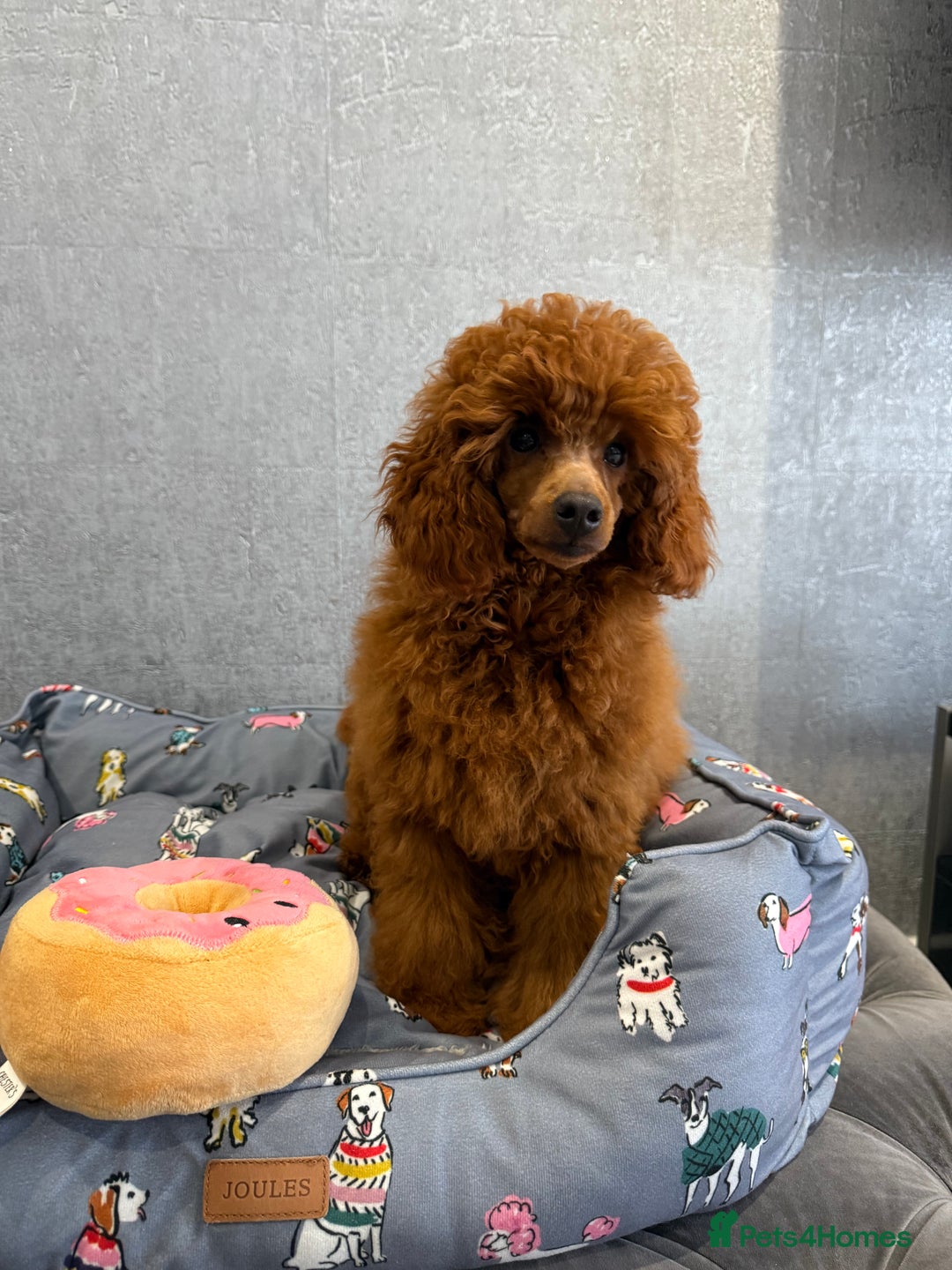 Toy Poodle dogs for sale: Stunning KC Reg Dark Red Toy Poodle born 2/5/2025 - Image 6