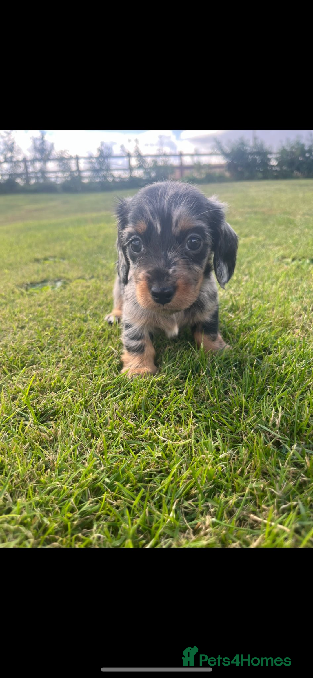 Dachshund dogs for sale: Dachshund - Image 3