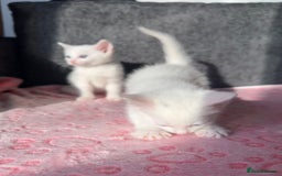 Turkish Angora cats for sale: Gorgeous Snow Turkish Angora Boy Twins URGENT 🩵 - Image 5
