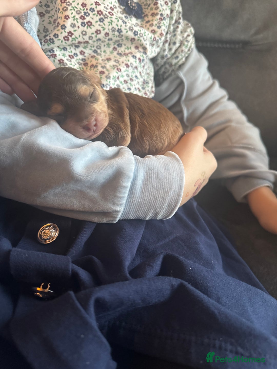 Cockapoo dogs for sale: Beautiful F1b cockapoos  - Advert 8