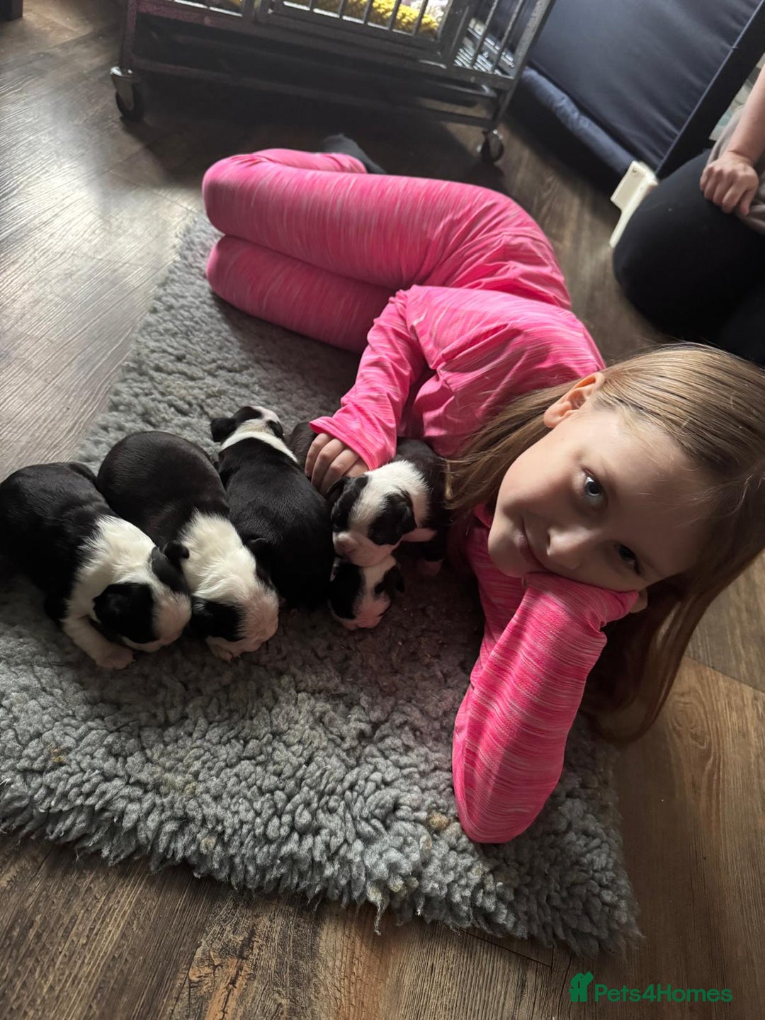 Boston Terrier dogs for sale: Gorgeous chunky Boston terrier pups - Advert 7