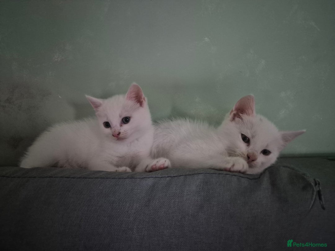 Mixed Breed cats for sale: Pure white kittens - Image 1