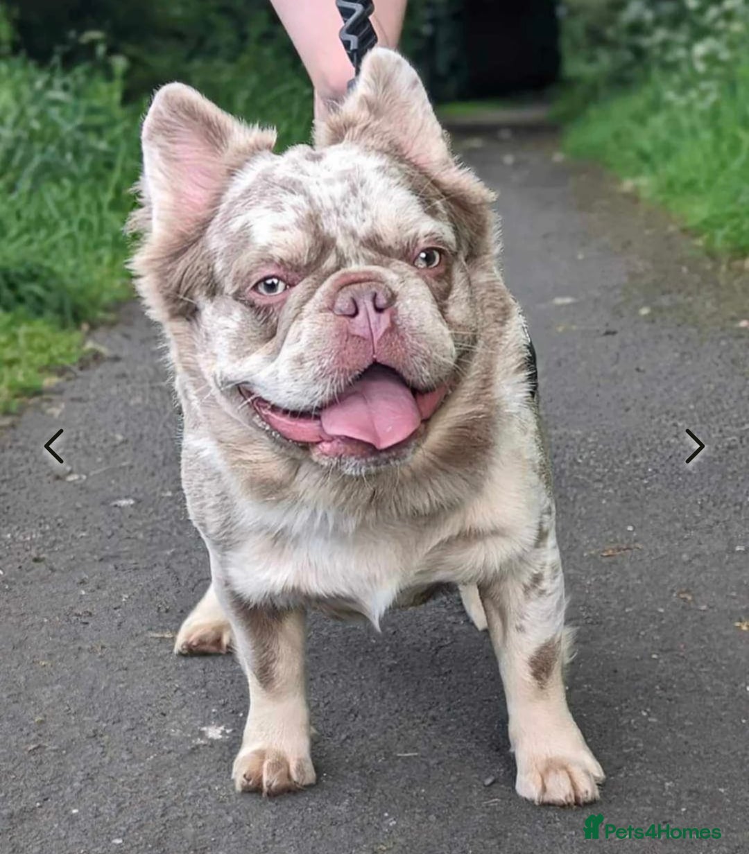 French Bulldog dogs for sale: 🐾Ready now 🔥Fluffy French bulldogs🔥🐾 in Rotherham - Image 4