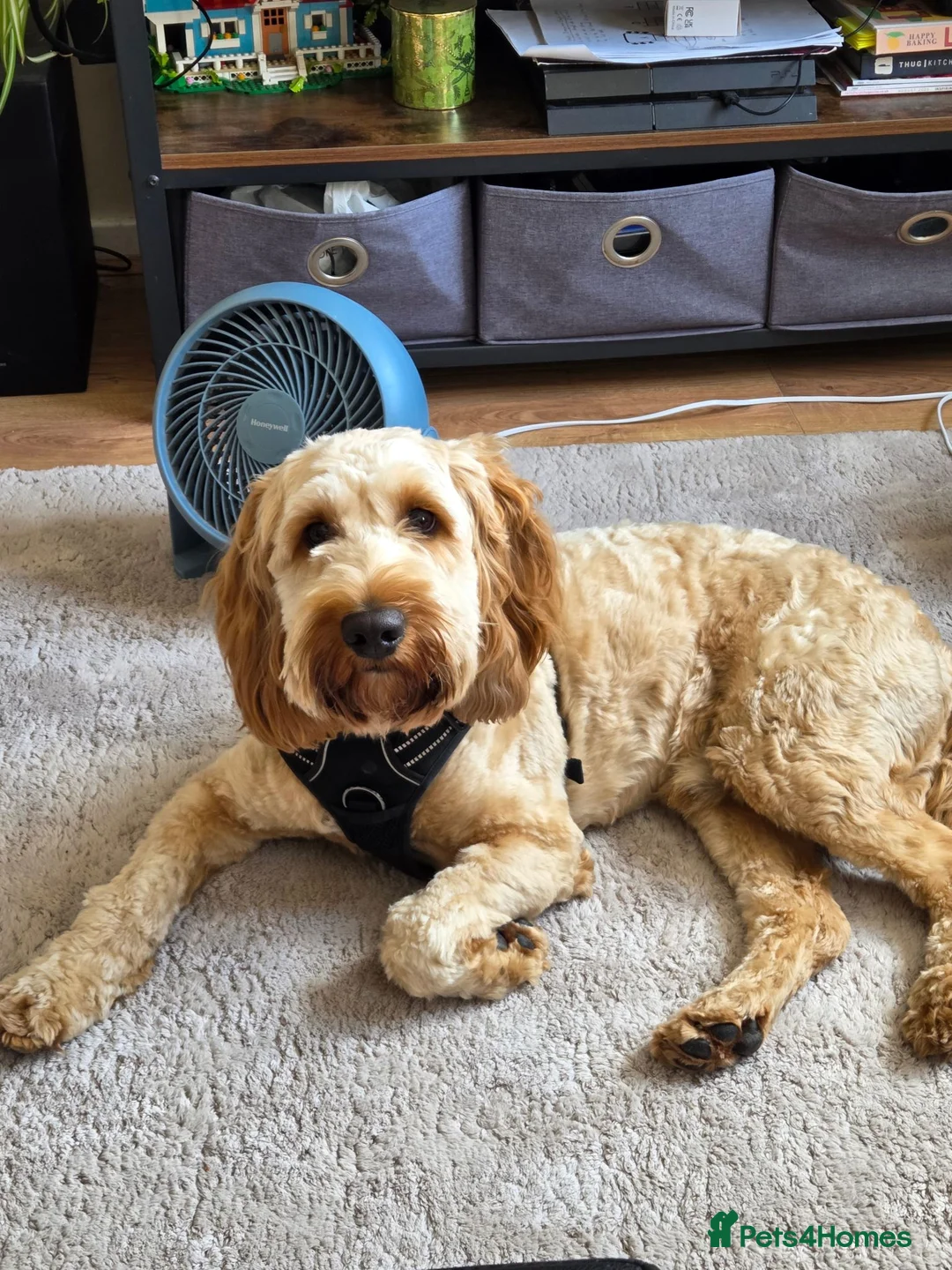 Cockapoo dogs for sale: Lovely 1 year old male Cockapoo in Northolt - Advert 2