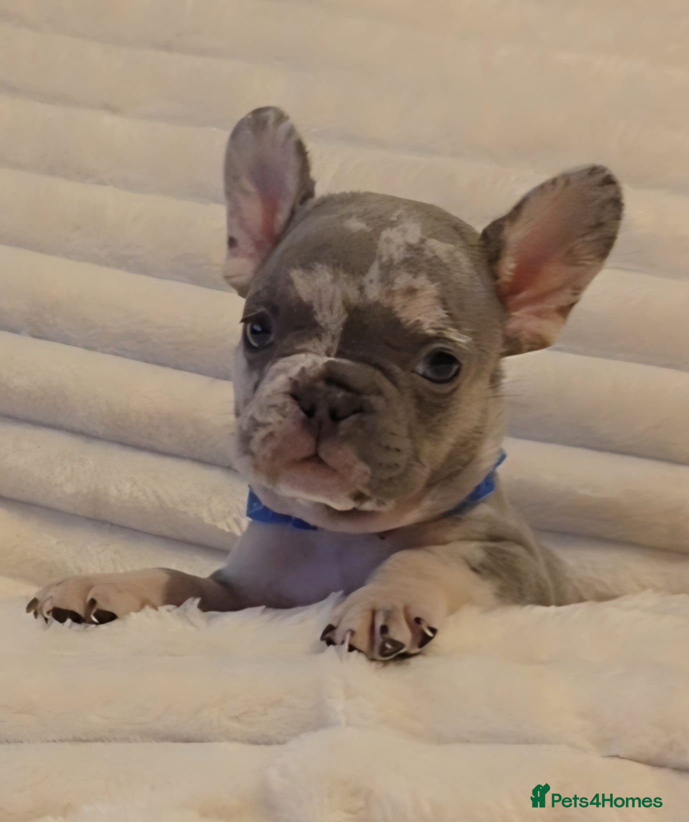French Bulldog dogs Tiny French Bulldogs 💯 Ready to leave in 2 days  - Advert 1