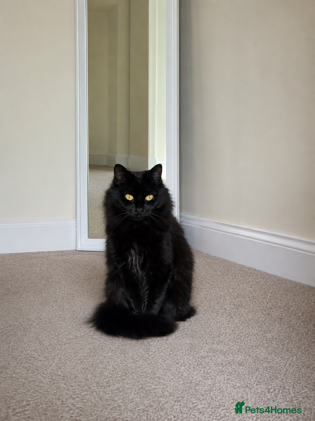 Siberian cats Beautiful Siberian Female Looking for a Stud  🖤🐾 - Advert 9