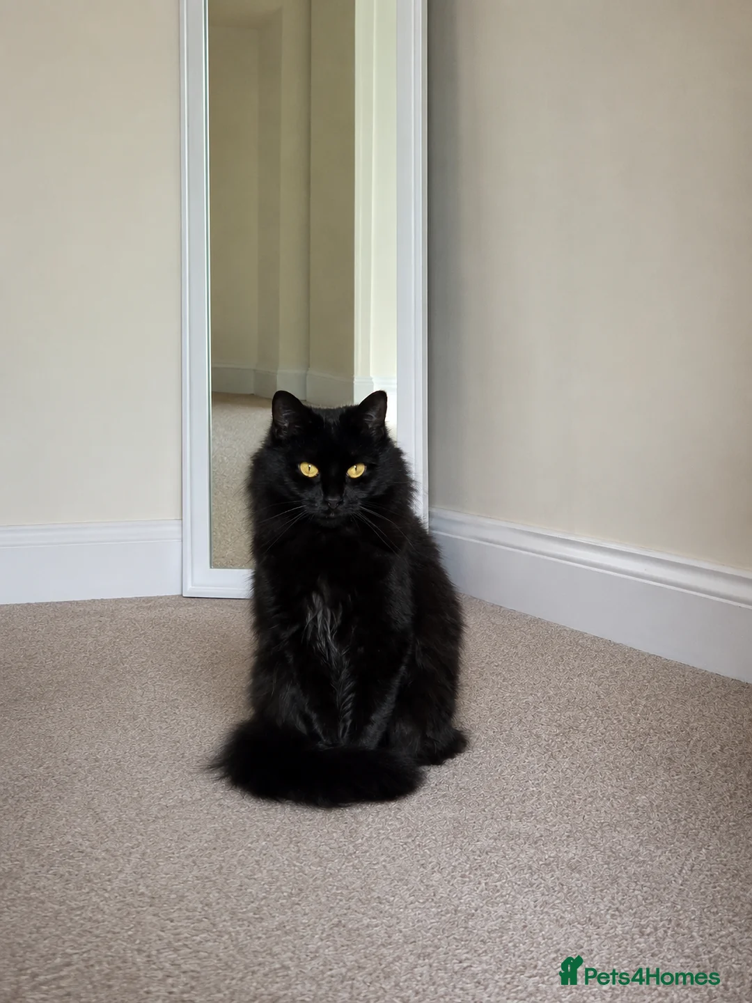 Siberian cats for stud: Beautiful Siberian Female Looking for a Stud  🖤🐾 - Advert 1