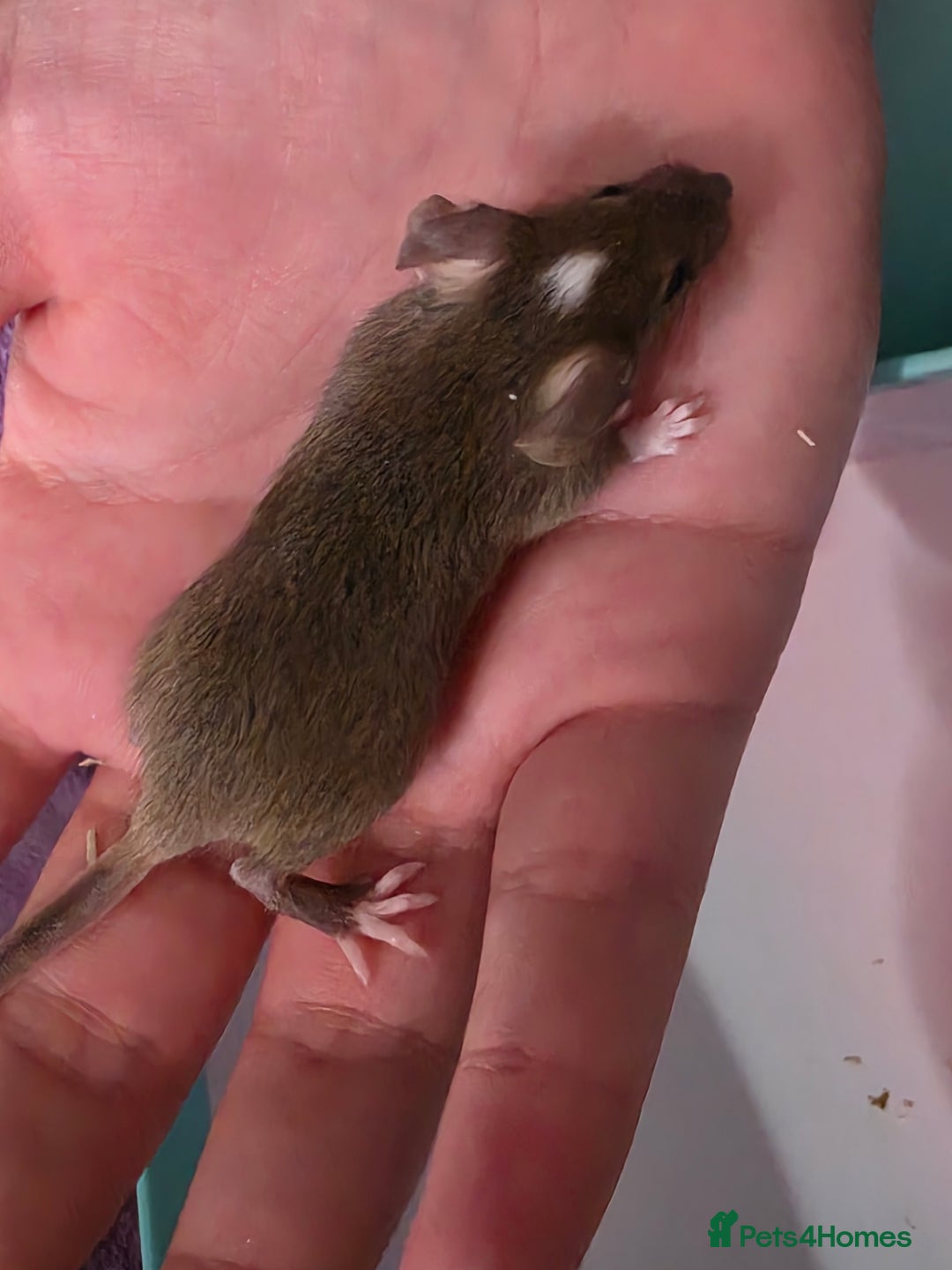 Mouse rodents for sale: Male and female mice  - Advert 15