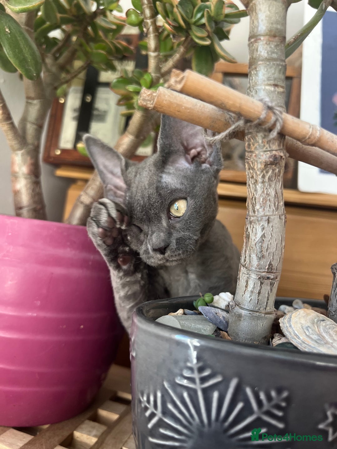 Devon Rex cats for sale: Devon Rex kittens  - Advert 3
