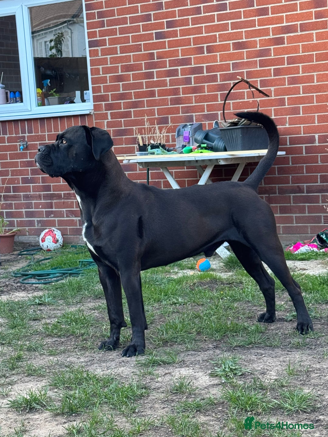 Cane Corso dogs for stud: Roger in Colchester - Advert 25