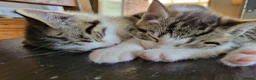 Mixed Breed cats for sale: 2 boys kittens ready to leave - Advert 7