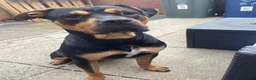 Mixed Breed dogs for sale: Rocco 19 month old Rottweiler cross - Advert 3