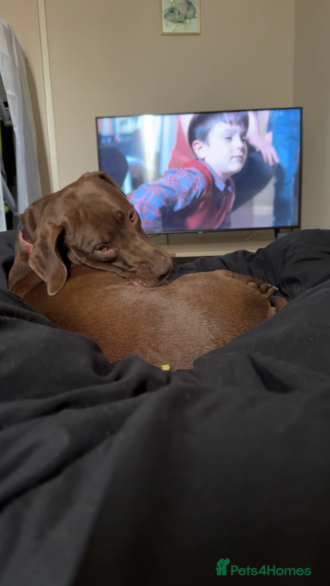 Mixed Breed dogs for sale: 15 month old Weimaraner x Amstaff - Advert 2