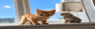 Ginger boy 