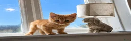 Mixed Breed cats for sale: 7 beautiful kittens  - Advert 1