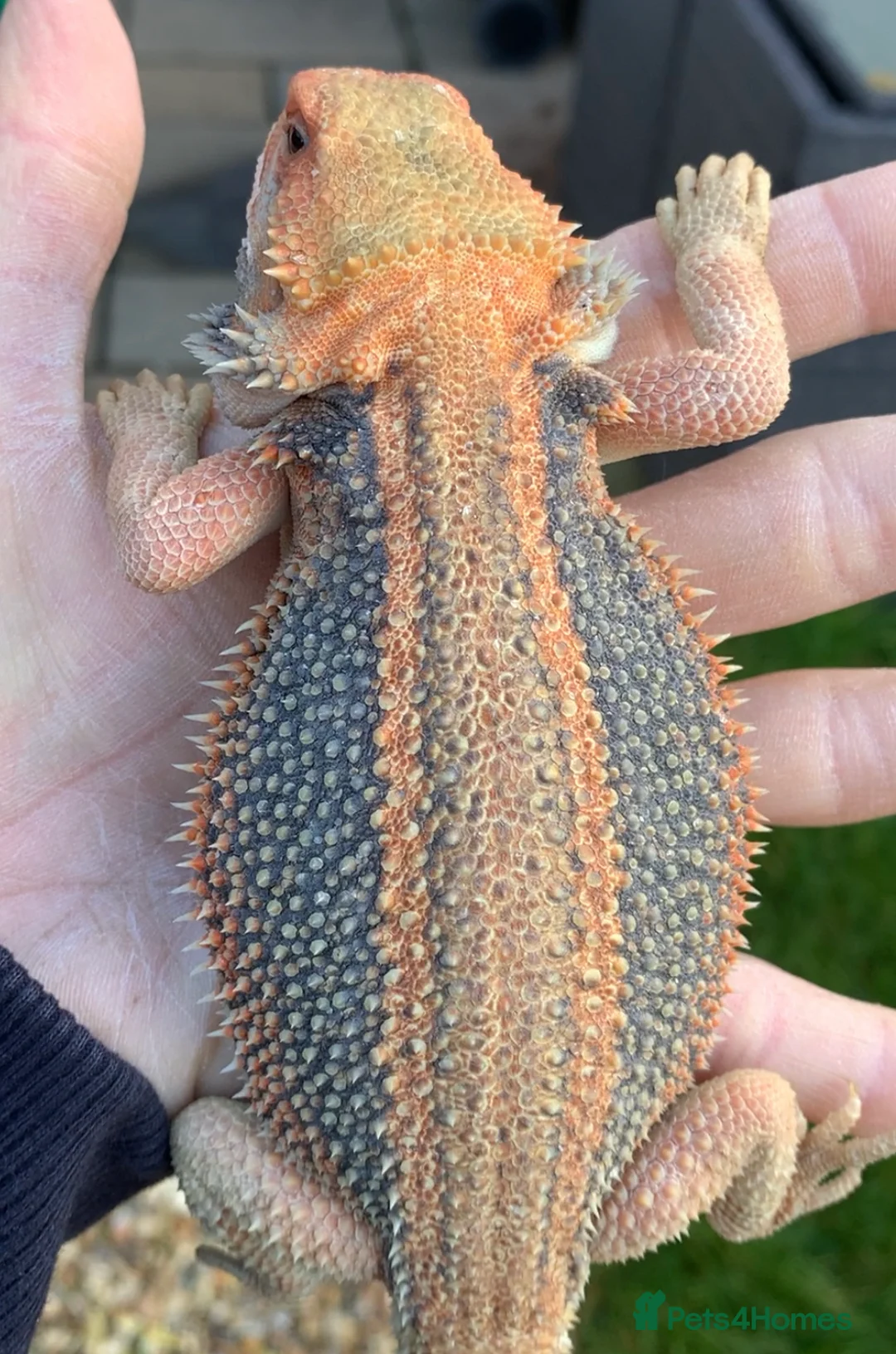 Bearded Dragon reptiles for sale: Red Monster Genetic Stripe Zero Hypo Trans License - Advert 25