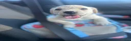 Labrador Retriever dogs for sale: Baby angel  in Broxburn - Advert 5