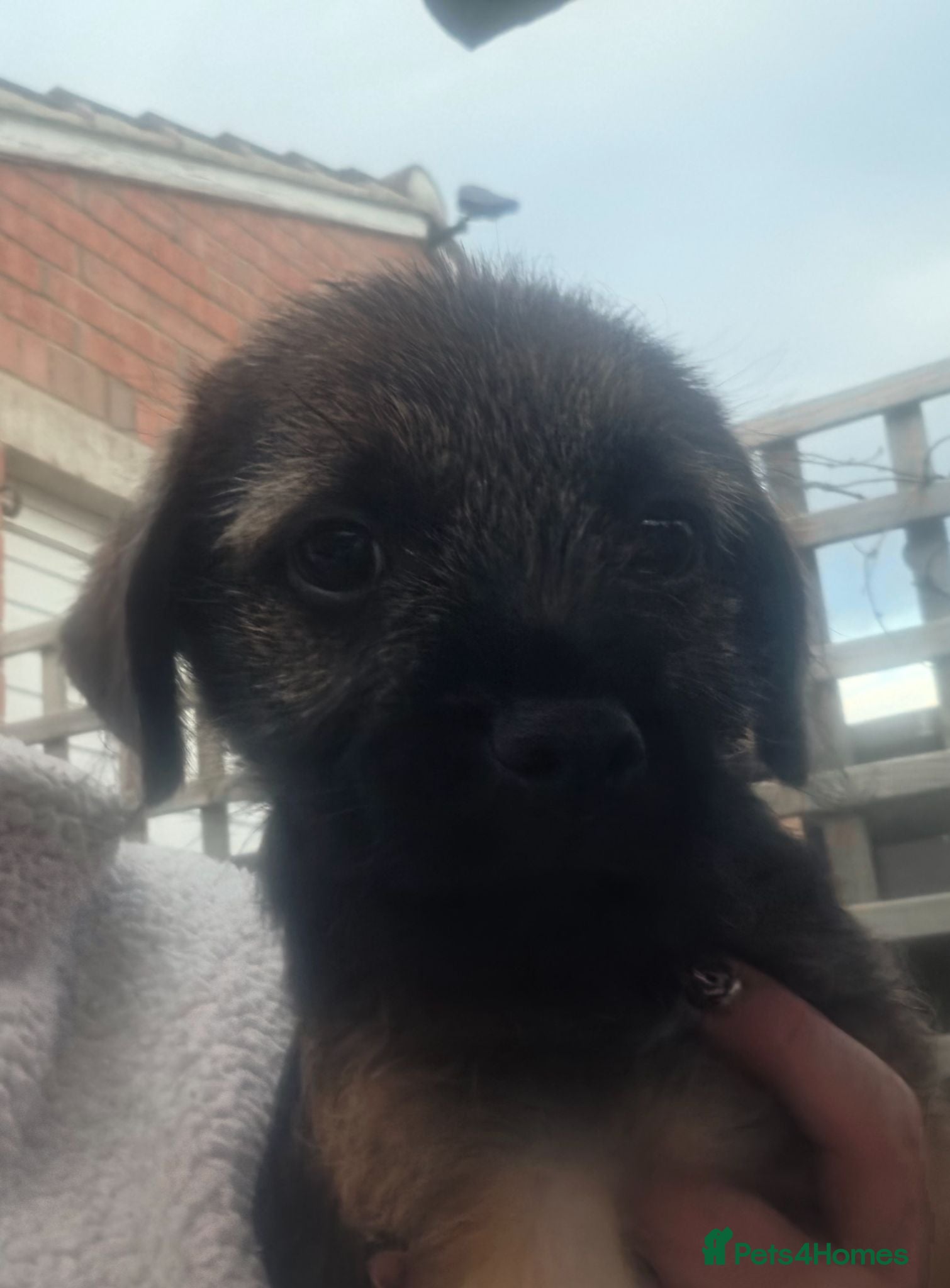 Border Terrier dogs KC Registered Border Terrier Puppies - Advert 2