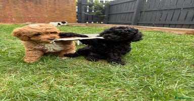 Cavapoo dogs - Advert 13