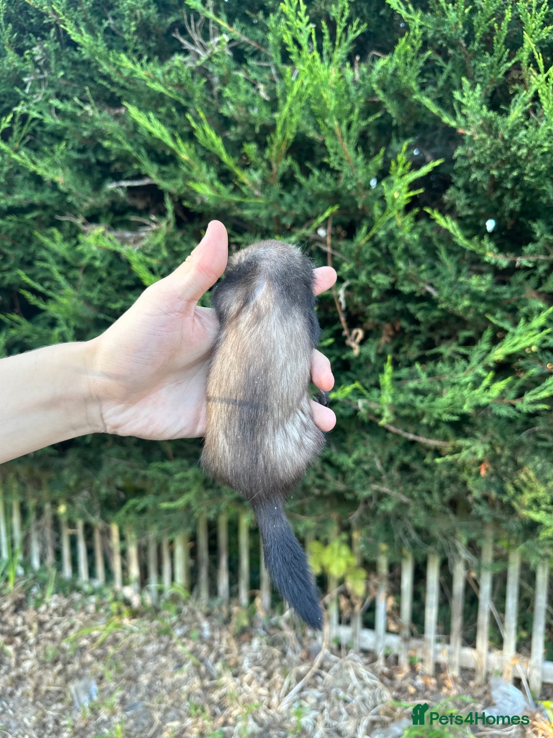 Ferret rodents for sale: solid black cross polecat kits  - Image 5