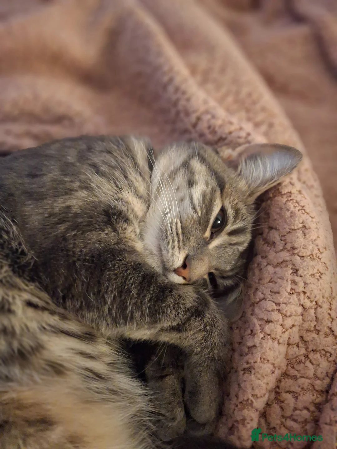 Bengal cats for sale: 2 yr old cat in Wallasey - Advert 15