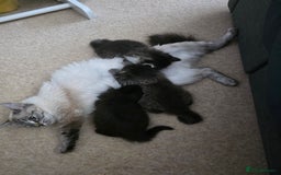 Ragdoll cats for sale: Beautiful mix Ragdoll cross Norwegian forest  - Image 12