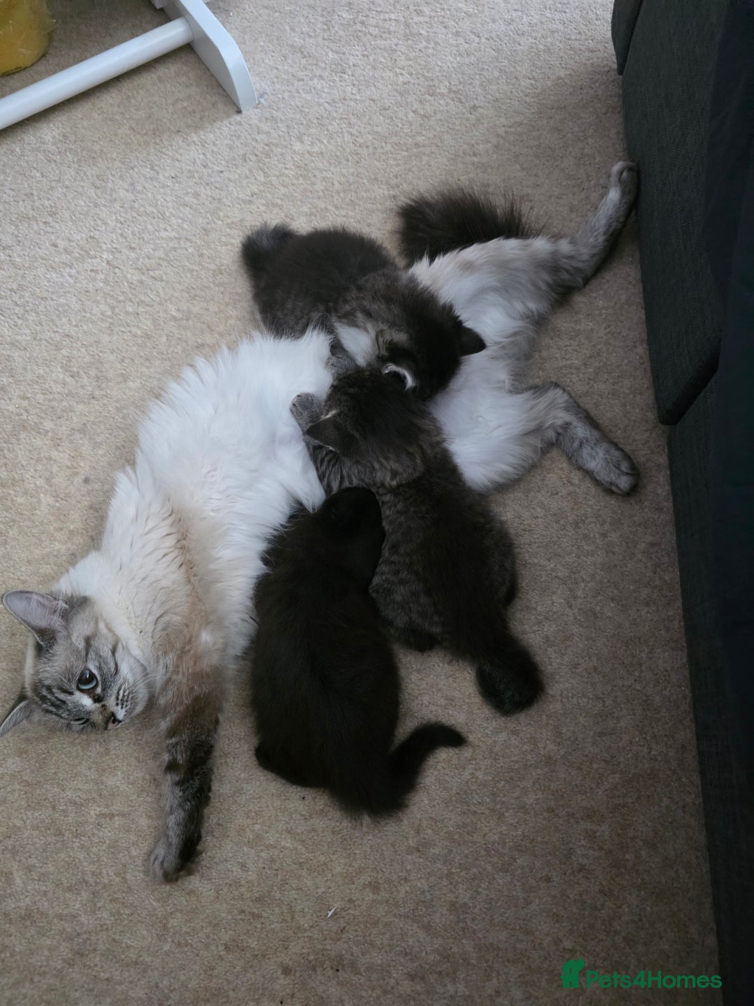 Ragdoll cats for sale: Beautiful mix Ragdoll cross Norwegian forest  - Image 12