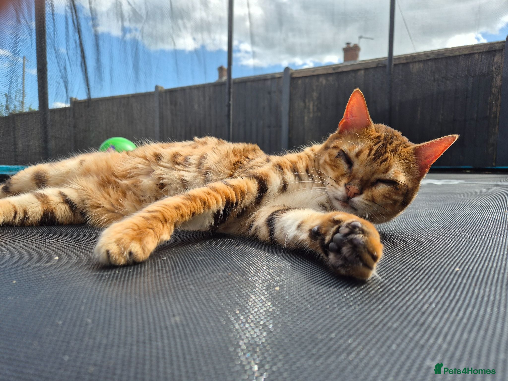 Bengal cats 2 year old neutered bengal - Advert 19