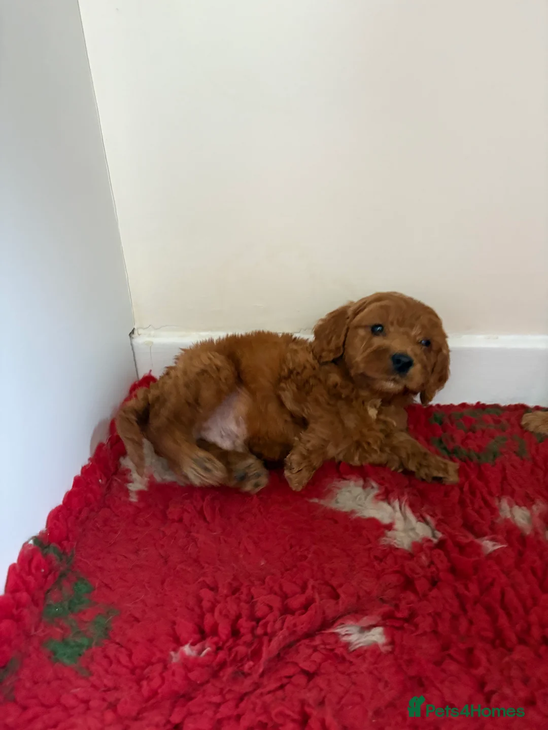 Cockapoo dogs for sale: 4 stunning cockapoo puppies for sale  - Advert 7