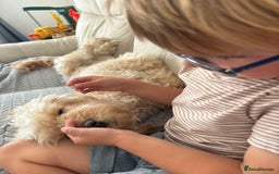 Cockapoo dogs for sale: Cockapoo puppies for sale- extensive DNA tested - Image 7